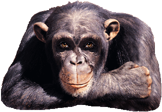 mon amis
